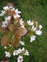 vignette Pyrus pyrifolia - Nashi