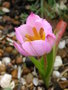 vignette Tulipa saxatilis