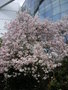 vignette Magnolia kobus var stellata
