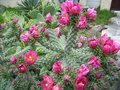 vignette opuntia spinosior