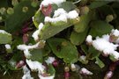 vignette opuntia sous la neige