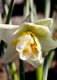 vignette Narcisse à fleur doubles ' Lion Blanc '