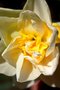 vignette Narcisse à fleurs doubles