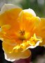 vignette Narcisses à fleurs doubles