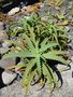 vignette Aloe aurantiaca (= A. striatula)