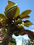 vignette Euphorbia milotii