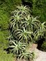 vignette Aloe arborescens