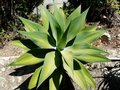 vignette Agave attenuata