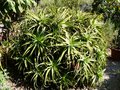 vignette Aloe arborescens