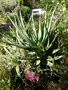 vignette Aloe erythrophylla