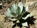 vignette Agave parryi