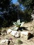 vignette Agave parviflora (au premier plan)