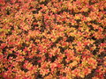vignette Spiraea japonica 'Goldflame' - Spire du Japon 'Goldflame'