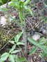 vignette Dracunculus vulgaris (Arum serpentaire)