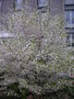vignette Prunus  yedoensis