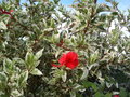 vignette Hibiscus rosa-sinensis 'Cooperi Snowflake'