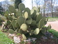 vignette Opuntia sheerii