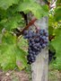 vignette vigne-raisin de Pomerol