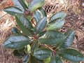 vignette Rhododendron campanulatum feuillage au 30 03 09