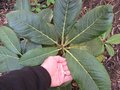 vignette Rhododendron macabeanum feuillage au 30 03 09