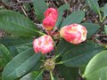 vignette Rhododendron invitation au 30 03 09