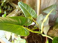 vignette philodendron deflexum aka megalophyllum