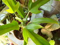 vignette philodendron panuriforme