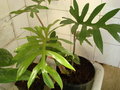 vignette philodendron angustisectum