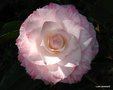 vignette Camlia ' GRACE ALBRITTON ' camellia  japonica