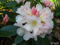 vignette Rhododendron ' UNIQUE ' ?