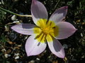 vignette Tulipa saxatilis 'Lilac Wonder'