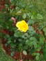 vignette rose jaune