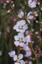 vignette Prunus tomentosa   /Rosaces   /Chine