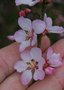 vignette Prunus tomentosa   /Rosaces   /Chine