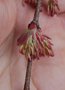 vignette Cercidiphyllum japonicum 'Pendulum'
