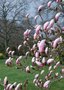 vignette Magnolia x gresham 'Floppy'