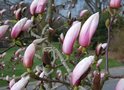 vignette Magnolia x gresham 'Floppy'