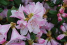 vignette Rhododendron x cilpinense