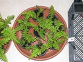 vignette jeune plant de cyathea delgadii de 1 an