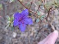 vignette Rhododendron saint merryn au 31 03 09