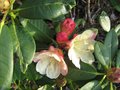vignette Rhododendron invitation au 31 03 09