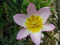 vignette Tulipa saxatilis