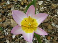 vignette Tulipa saxatilis