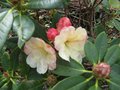 vignette Rhododendron invitation au 01 04 09