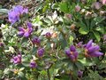 vignette Rhododendron blue tit au 01 04 09