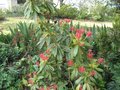 vignette Pieris formosa forestii wakehurst au 01 04 09