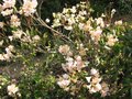 vignette Rhododendron alison johnstone au 01  04 09
