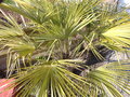 vignette Trachycarpus fortunei avril 2009