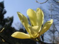 vignette Magnolia - Magnolia jaune