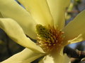 vignette Magnolia - Magnolia jaune